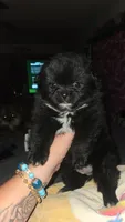 Denni, a male Pomeranian for sale in Grants Pass, OR – 1 of 7