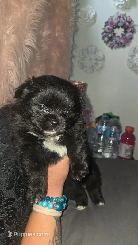 Denni – Pomeranian puppy for sale in Grants Pass, OR