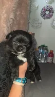 Denni, a male Pomeranian for sale in Grants Pass, OR – 1 of 1