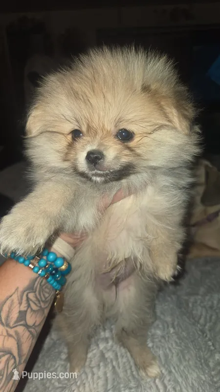 Oscar – Pomeranian puppy for sale in Grants Pass, OR