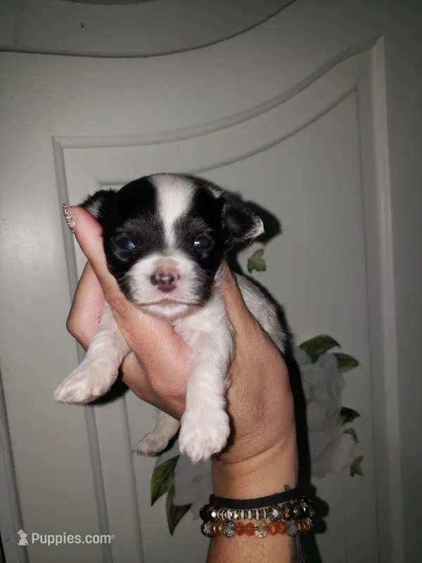 Pomapoo, a male Pomeranian and Poodle - Miniature  for sale in Grants Pass, OR – Photo 1 of 4