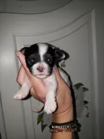 Pomapoo, a male Pomeranian and Poodle - Miniature  for sale in Grants Pass, OR – Photo 1 of 4