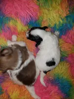 Pomapoo, a male Pomeranian and Poodle - Miniature  for sale in Grants Pass, OR – Photo 4 of 4