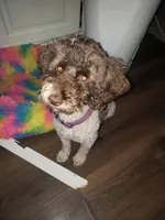 Pomapoo, a male Pomeranian and Poodle - Miniature  for sale in Grants Pass, OR – Photo 3 of 4