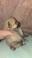 Mochi, a male Pomeranian for sale in Grants Pass, OR – 3 of 3