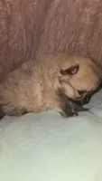 Mochi, a male Pomeranian for sale in Grants Pass, OR – 1 of 3