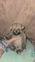 Mochi, a male Pomeranian for sale in Grants Pass, OR – 2 of 3