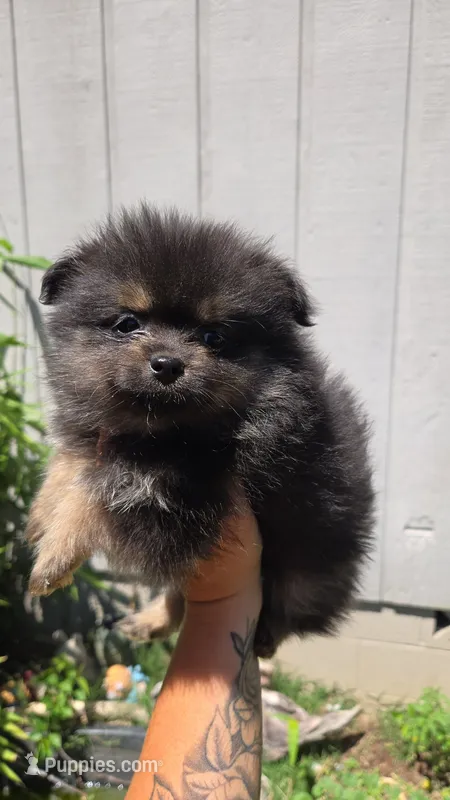 Dexter – Pomeranian puppy for sale in Grants Pass, OR