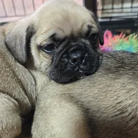 Mars, a male French Bulldog and Pug for sale in Grants Pass, OR – Photo 3 of 4