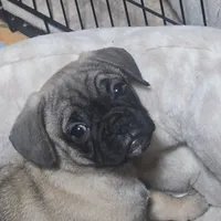 Mars, a male French Bulldog and Pug for sale in Grants Pass, OR – Photo 4 of 4