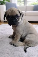 processed/ec7b8e08-8299-4b12-bb6b-1c1624a5209d/listing/1a3ec481-8c94-4588-9091-3ceb0d5d48c9/8ac296a3-f187-441f-8ecf-2bb20b43cf3b