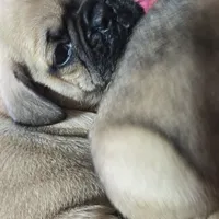 Mars, a male French Bulldog and Pug for sale in Grants Pass, OR – Photo 2 of 4