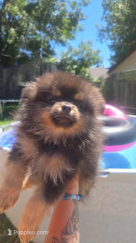 Dexter – Pomeranian puppy for sale in Grants Pass, OR