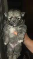 Tofu, a male Pomeranian for sale in Grants Pass, OR – 2 of 2
