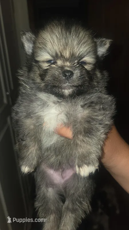 Tofu, a male Pomeranian for sale in Grants Pass, OR – 1 of 2