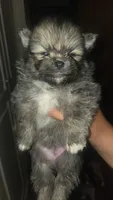 Tofu, a male Pomeranian for sale in Grants Pass, OR – 1 of 2