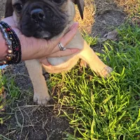Bart, a male French Bulldog and Pug for sale in Grants Pass, OR – Photo 2 of 8