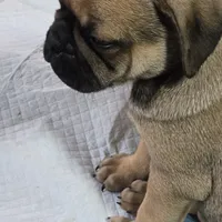 Bart, a male French Bulldog and Pug for sale in Grants Pass, OR – Photo 8 of 8