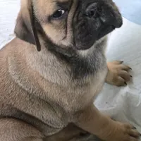 Bart, a male French Bulldog and Pug for sale in Grants Pass, OR – Photo 5 of 8