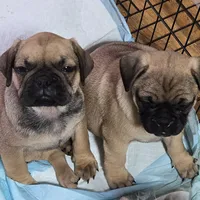 Bart, a male French Bulldog and Pug for sale in Grants Pass, OR – Photo 6 of 8