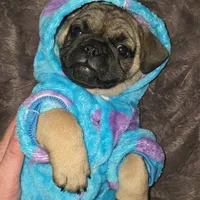 Bart, a male French Bulldog and Pug for sale in Grants Pass, OR – Photo 4 of 8