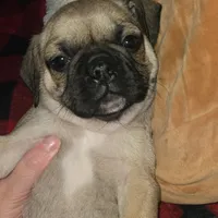 Bart, a male French Bulldog and Pug for sale in Grants Pass, OR – Photo 3 of 8