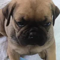 Bart, a male French Bulldog and Pug for sale in Grants Pass, OR – Photo 7 of 8