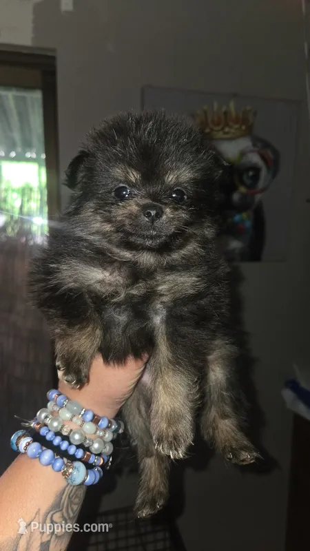 Dexter – Pomeranian puppy for sale in Grants Pass, OR