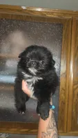 Denni, a male Pomeranian for sale in Grants Pass, OR – 2 of 7