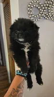 Denni, a male Pomeranian for sale in Grants Pass, OR – 6 of 7