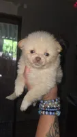 Coco, a male Pomeranian for sale in Grants Pass, OR – 1 of 1