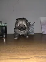 Versace, a female Pomeranian for sale in Grants Pass, OR – 2 of 2