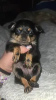 Chiweenie, a male Chiweenie for sale in Grants Pass, OR – Photo 2 of 5