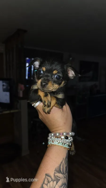 Chiweenie – Chiweenie puppy for sale in Grants Pass, OR