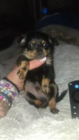 Chiweenie, a male Chiweenie for sale in Grants Pass, OR – Photo 1 of 5