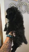 Denni, a male Pomeranian for sale in Grants Pass, OR – 7 of 7