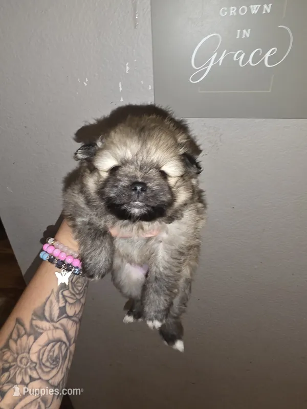 Versace – Pomeranian puppy for sale in Grants Pass, OR