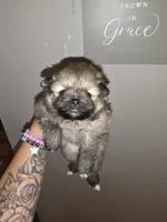Versace, a female Pomeranian for sale in Grants Pass, OR – 1 of 2