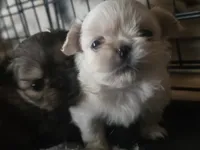 Violat , a female Pekingese and Pomeranian for sale in Grants Pass, OR – 3 of 4