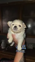 Marshmellow, a male Pomeranian for sale in Grants Pass, OR – 2 of 2