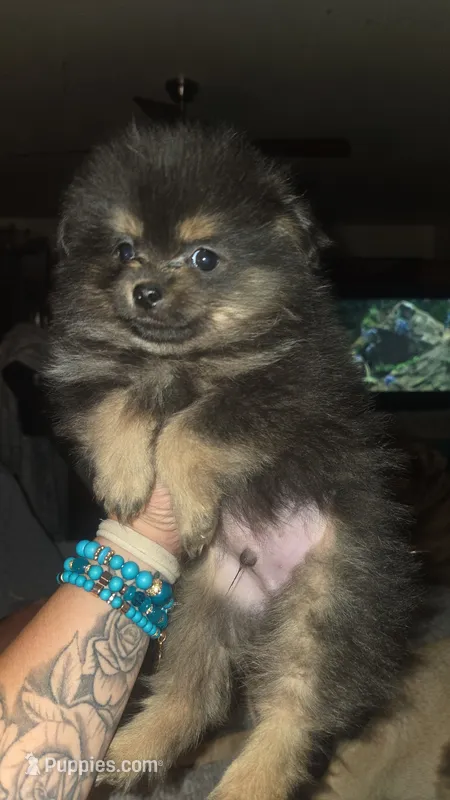 Dexter – Pomeranian puppy for sale in Grants Pass, OR