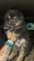 Dexter, a male Pomeranian for sale in Grants Pass, OR – 1 of 2