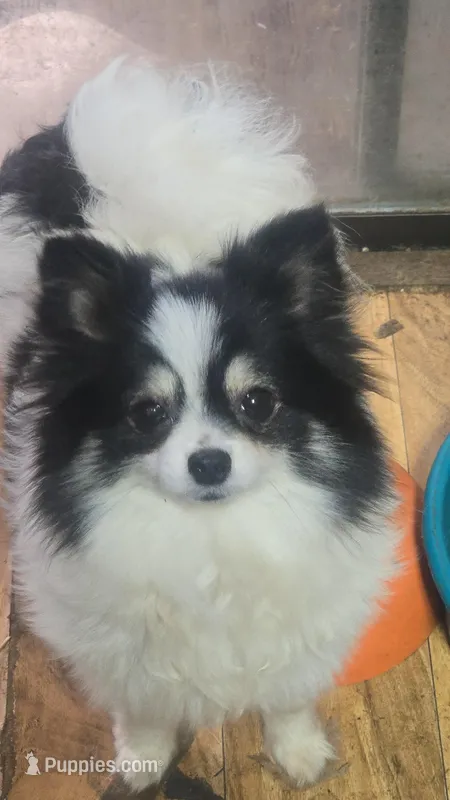 Pomeranian – Pomeranian puppy for sale in Grants Pass, OR
