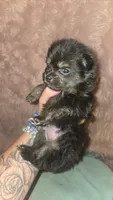 Dexter, a male Pomeranian for sale in Grants Pass, OR – 2 of 3