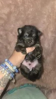 Dexter, a male Pomeranian for sale in Grants Pass, OR – 3 of 3