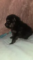 Dexter, a male Pomeranian for sale in Grants Pass, OR – 1 of 3