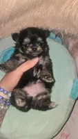 Smores , a female Pomeranian for sale in Grants Pass, OR – 3 of 5