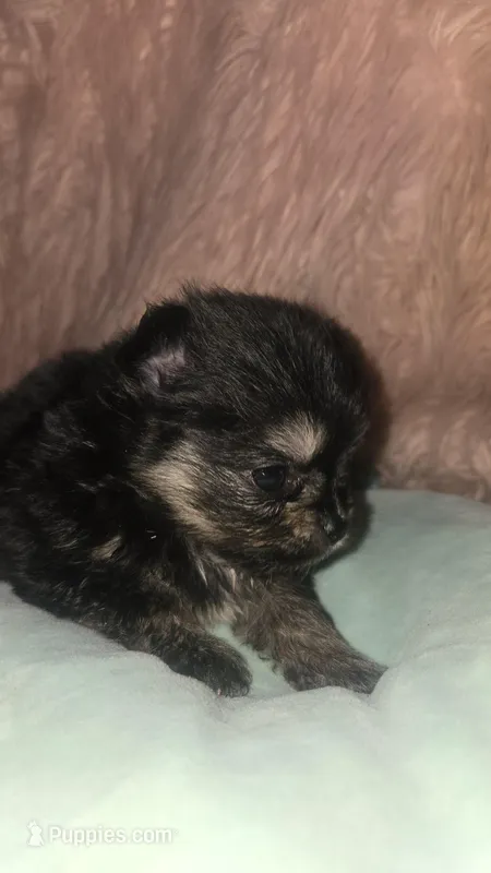 Smores , a female Pomeranian for sale in Grants Pass, OR – 1 of 5