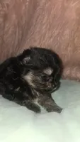 Smores , a female Pomeranian for sale in Grants Pass, OR – 1 of 5