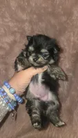 Smores , a female Pomeranian for sale in Grants Pass, OR – 4 of 5